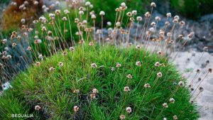 La Spiaggia di Li Cossi, Costa Paradiso