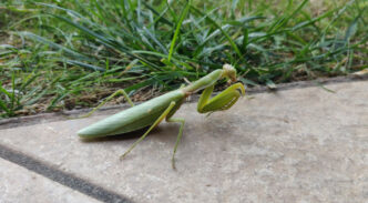 Foto Emozione Sardegna, mantide religiosa comune