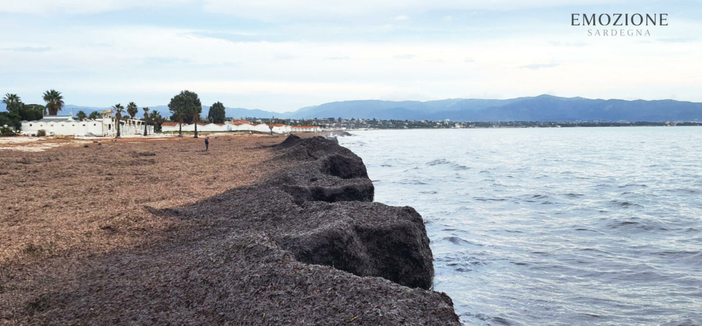 Posidonia al Poetto, perchè è una risorsa - Emozione Sardegna (foto RM)