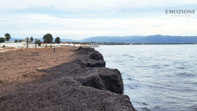 Posidonia al Poetto, perchè è una risorsa - Emozione Sardegna (foto RM)