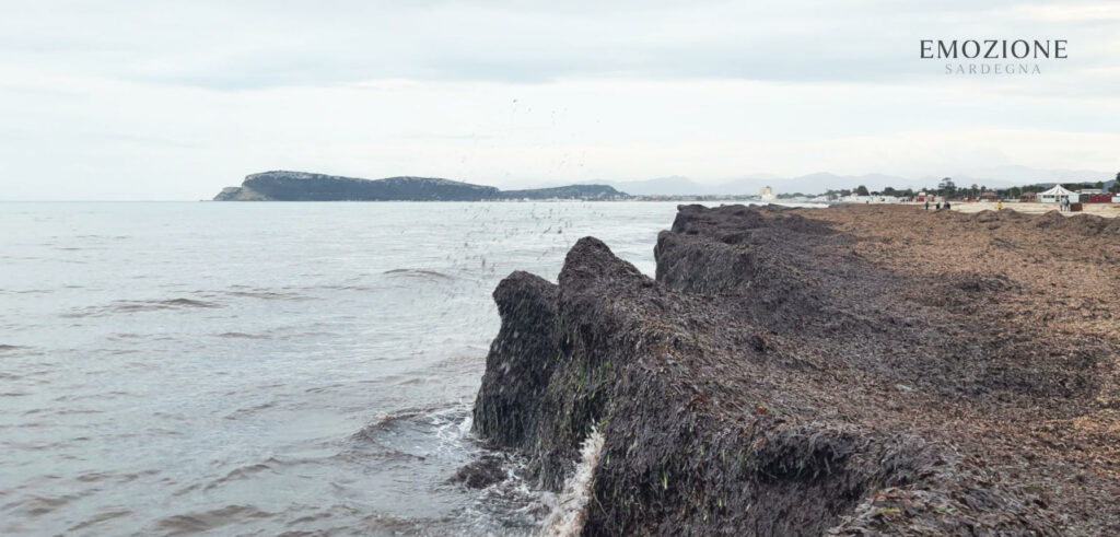 Posidonia al Poetto, perchè è una risorsa - Emozione Sardegna (foto RM)