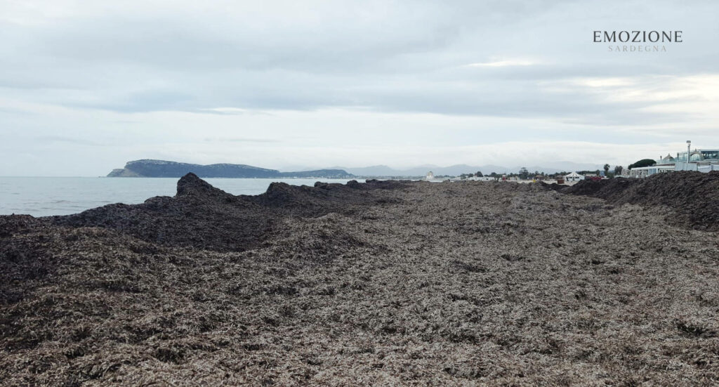 Posidonia al Poetto, perchè è una risorsa - Emozione Sardegna (foto RM)