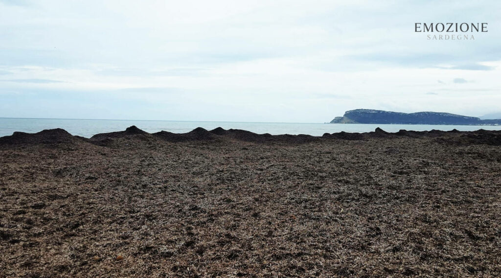Posidonia al Poetto, perchè è una risorsa - Emozione Sardegna (foto RM)