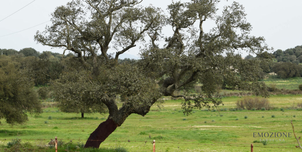 Panorama verdeggiante del centro Sardegna - Emozione Sardegna