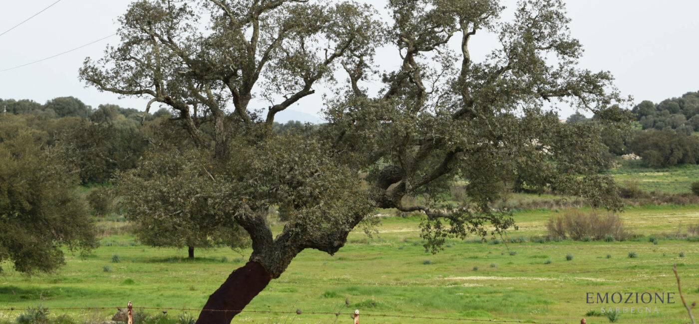 Panorama verdeggiante del centro Sardegna - Emozione Sardegna