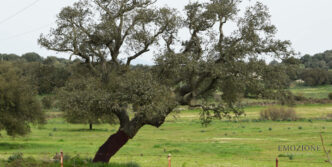 Panorama verdeggiante del centro Sardegna - Emozione Sardegna