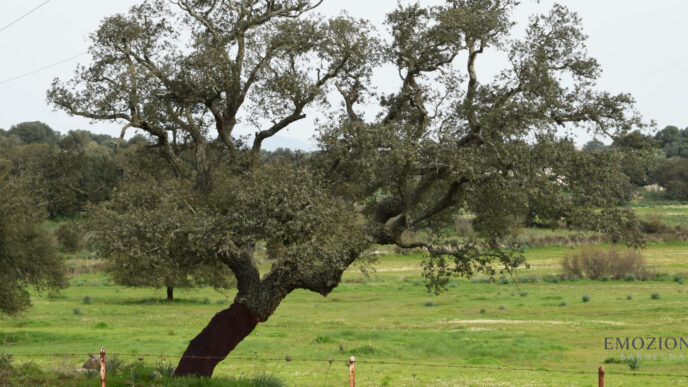 Panorama verdeggiante del centro Sardegna - Emozione Sardegna